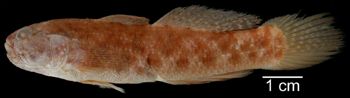 Media type: image; Ichthyology 13114